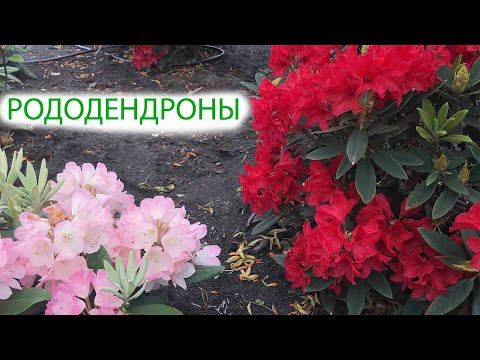 Видео: Рододендроны | что нужно знать