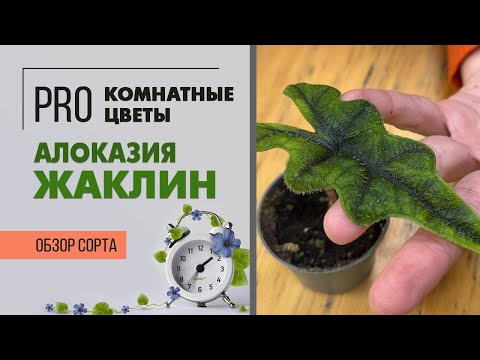 Видео: Алоказия Жаклин - уникальная малышка | Экзотическое комнатное растение