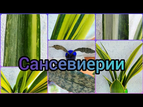 Видео: #Сансевиерия 🌱Три сорта🌸Бентель Сенсейшен🌱Голден Флейм🌸Кирки Браун🌸 #тещинязык #цветы #растения