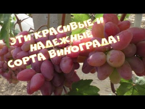 Видео: Какими ранними сортами можно удивить? посмотрите Часть№2