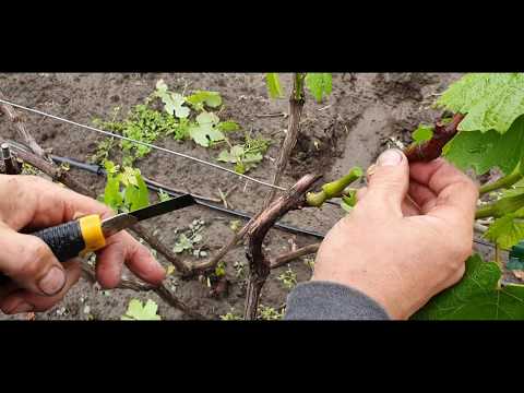 Видео: Виноград Хеллоуин и Аватар. Прививка черным в зеленое.