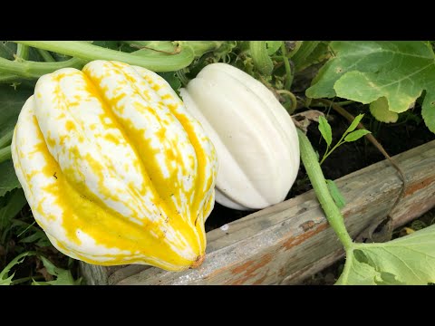 Видео: Тыква СКВОШ. Тыква Розовый банан.