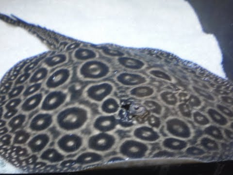 Видео: Пересадка большого жемчужного ската. Подсаживаю девочку к мальчику.