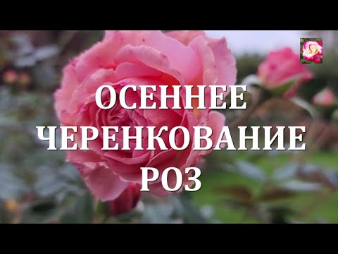 Видео: ОСЕННЕЕ ЧЕРЕНКОВАНИЕ РОЗ