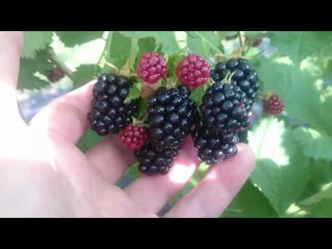 Видео: Моя ежевика на 06.08.2019г. в Омске!