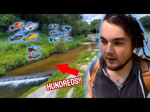 Видео: *Сумасшествие* - ловля рыб из зоомагазина в австралийской ручье!