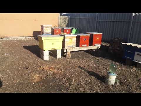 Видео: Не спешите Покупать Пчёл