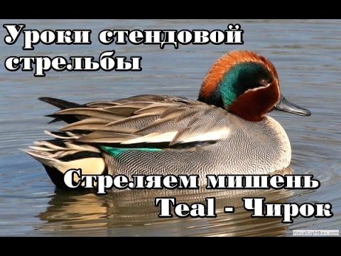 Видео: Уроки стендовой стрельбы: "Учимся стрелять мишень Чирок (Teal)"