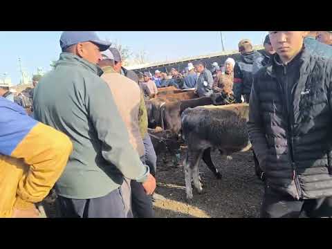 Видео: 27.09.25.караван мал базары