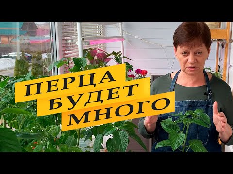 Видео: Перца будет много, если сделаете так