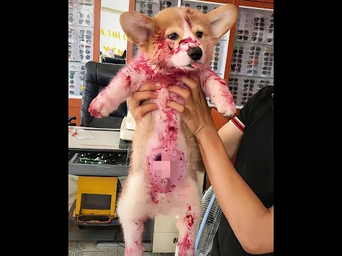 Видео: 😺 Как отмыть варенье? 🐕 Смешное видео с собаками и кошками! 😸