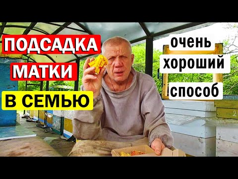 Видео: Подсадка матки. Один из самых надёжных способов. Дающий почти 100% результат!