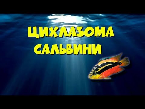 Видео: Цихлазома Сальвини -обзор