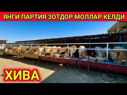 Видео: ЯНГИ ПАРТИЯ ЗОТДОР МОЛЛАР ЗЎРЛАРИ КЕЛДИ ХИВА 8-октября 2024 г.