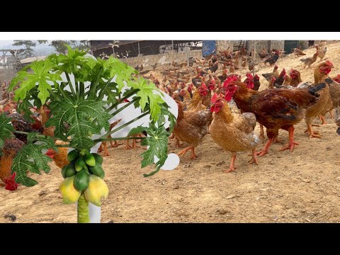 Видео: Использование листьев папайи в птицеводстве – как приготовить.