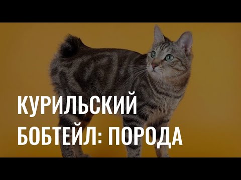 Видео: Курильский бобтейл: особенности породы кошек