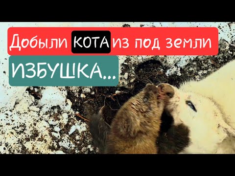 Видео: Добыли КОТА из под земли / ИЗБУШКА / Охота на соболя / Промысел