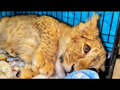 Видео: Новому львёнку СТАНОВИТСЯ ХУЖЕ! Если не станет лучше, ЗАВТРА ЕДЕМ ПРОМЫВАТЬСЯ! ((