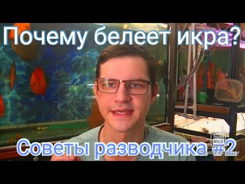 Видео: Почему белеет икра у Дискусов? Советы разводчика №2
