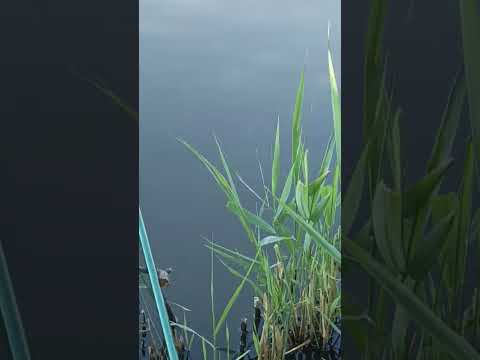 Видео: #рибалка#fishing