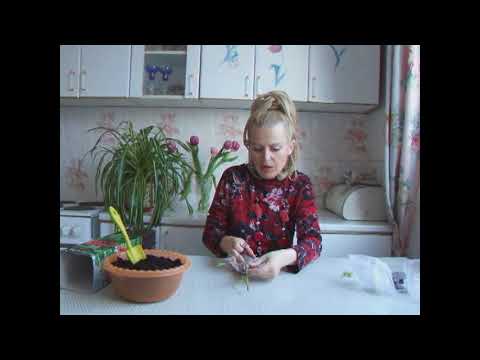 Видео: Как сохранить купленные саженцы до посадки в грунт