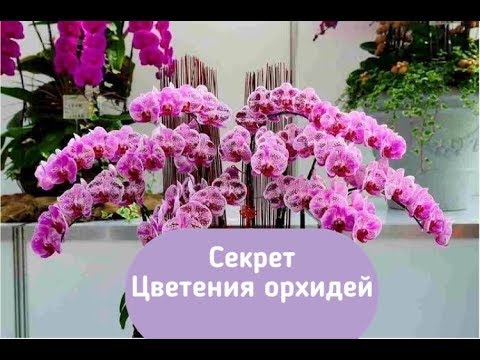 Видео: Секрет обильного цветения орхидей !