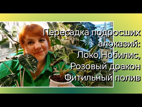 Видео: Пересадка подросших алоказий | Нобилис, Локо, Розовый дракон | Фитильный полив | Новые кашпо