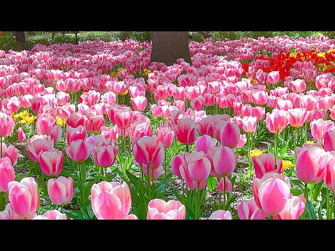 Видео: Целительная музыка, которая проясняет голову 🎶 Найдите спокойствие, обретите спокойствие, восстан...