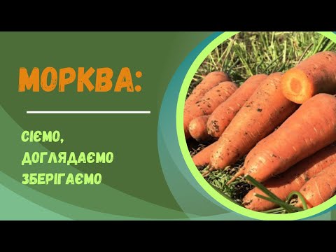 Видео: Морква від посіву до зберігання: мій досвід