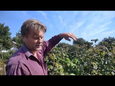 Видео: Ошибки начинающего малиновода: избыточное азотное питание, последствия отсутствие обработок от клеща