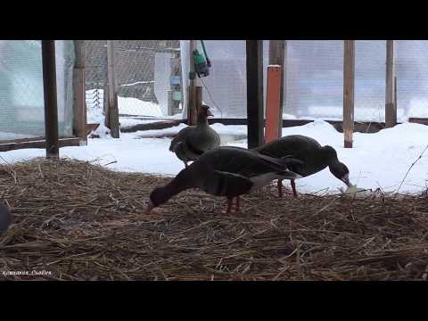 Видео: Белолобые гуси в вольере. Зима-Декабрь.