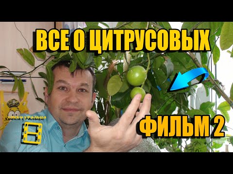 Видео: ГРУНТ. ПЕРЕСАДКА. ОСЕНЬ-ВЕСНА. ВСЕ О ВЫРАЩИВАНИИ ЛИМОНА, МАНДАРИНА В ДОМАШНИХ УСЛОВИЯХ ФИЛЬМ 2