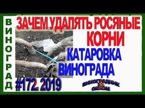 Видео: 🍇 ОБРАТИ ВНИМАНИЕ! Зачем удаляют росяный корни. Катаровка. Проверка чехлов от поверхностных корней.