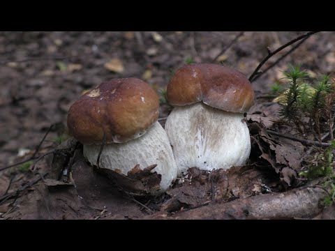 Видео: БЕЛЫЕ ГРИБЫ В ЗАПРЕТНОЙ ЗОНЕ! Белые грибы в лесу на каждом шагу!