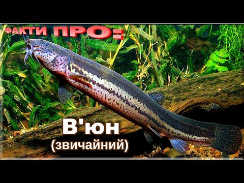 Видео: В'юн (звичайний) | ЦІКАВІ ФАКТИ ПРО: В'ЮНА!  Де живе і як ловити!