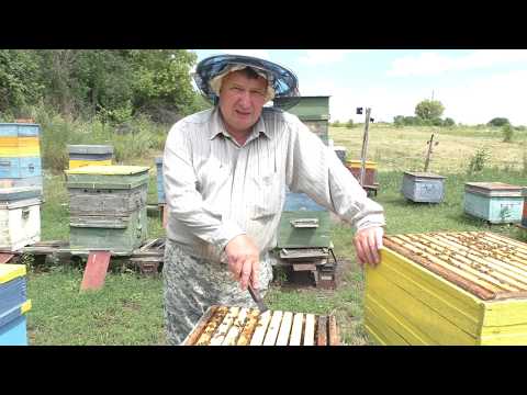 Видео: ГЛАВНЫЙ ВЗЯТОК - сушь или вощина.