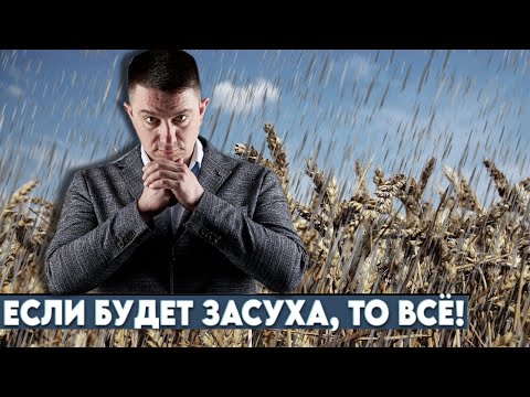 Видео: Обзор полей спустя месяц: желтые листы на пшенице, сорняки, состояние гороха, льна, ячменя