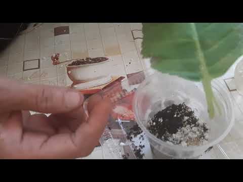 Видео: Бир Жалбырактан З Даана Гул Остурунуз⚘🌺/Глоксиня,Фиалка.