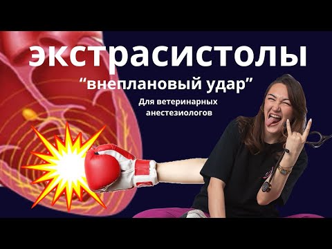Видео: ЭКСТРАСИСТОЛИЯ ВО ВРЕМЯ АНЕСТЕЗИИ ВЕТЕРИНАРНАЯ АНЕСТЕЗИОЛОГИЯ 