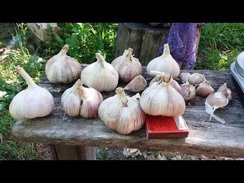 Видео: Любаша сорт чеснока. Обзор и особенности выращива