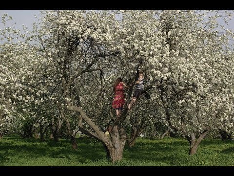 Видео: "УЖ ТЫ САД , ТЫ МОЙ САД"...  (Поёт Виктория Иванова)