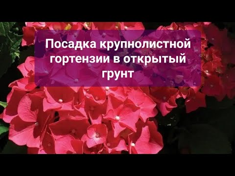 Видео: Посадка крупнолистной гортензии в открытый грунт. Как сажаю я!