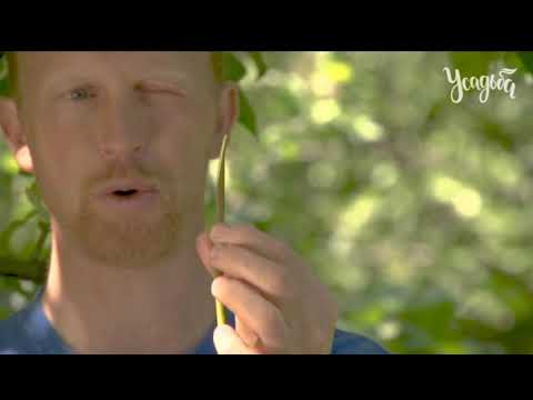 Видео: ДЕЛАЕМ ПРИВИВКУ ГРАМОТНО