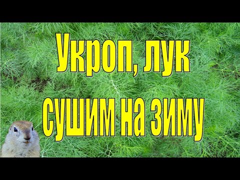 Видео: ✔️СУШИМ ЗЕЛЕНЬ на зиму, лук и укроп ✔️ Толстый Суслик 👍