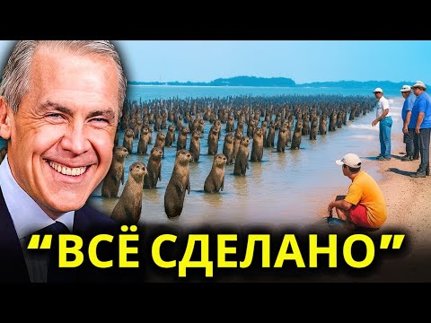 Видео: Вымирающее Море Спасли Сотни Выдр: Невероятный Результат