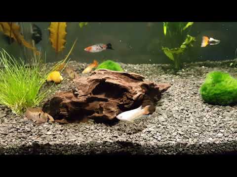 Видео: Запустил аквариум 60л быстро на старой воде. Макропод, скалярии, гуппи, гурами, анцитрус коридорасы.