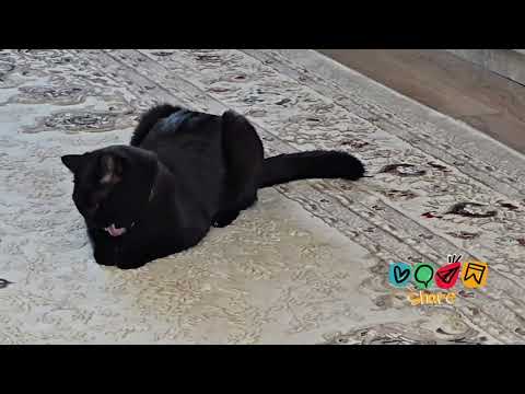 Видео: СЧАСТЛИВЫЙ КОТ🐈‍⬛