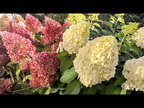 Видео: Цветущие гортензии в конце сентября 🌿 Панателла,Пинки Промис, Колорфул коктейль