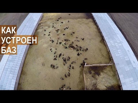 Видео: Как устоен правильный овцеводческий баз? Селекционно-генетический центр. ООО Волгоград - Эдильбай