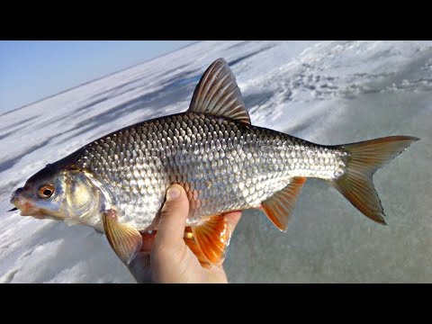 Видео: Ловля КРУПНОЙ ПЛОТВЫ на ГОРЕ-МОРЕ Студия телеканала ОХОТА и РЫБАЛКА